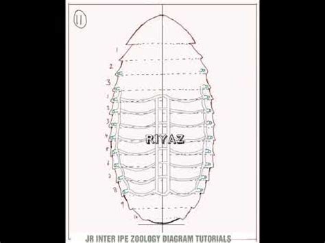 COCKROACH RESPIRATORY SYSTEM DIAGRAM TUTORIAL - YouTube