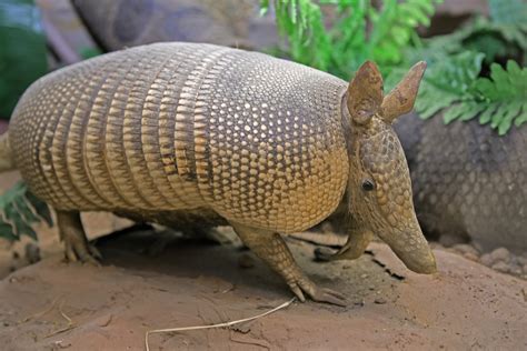 Did You Know Armadillos Can Transmit Leprosy to Humans? How About Other ...