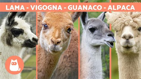 Foglio differenza vice versa lama o alpaca Disciplina Caricato Nominale