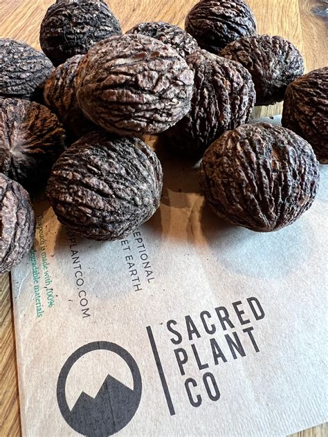 Black Walnut Tree Seeds Walnut Tree Seeds Northern Black - Etsy