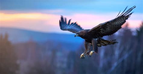 Golden Eagle Flying