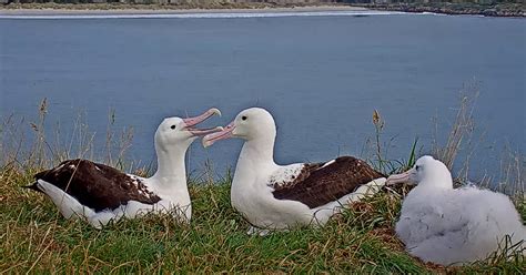 Northern Royal Albatross | Cornell Lab Bird Cams