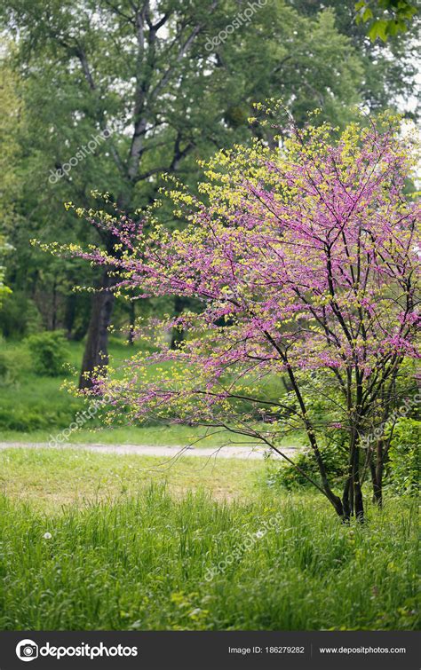 Landscape with blooming Redbud Tree ⬇ Stock Photo, Image by © mallivan ...