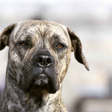 Cane Corso (Italian Mastiff) (Molosser Breed) - ASK THE DOG GUY