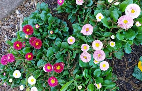 ENGLISH DAISY / Bellis perennis ' Monstrosa Mix' seeds – Boondie Seeds