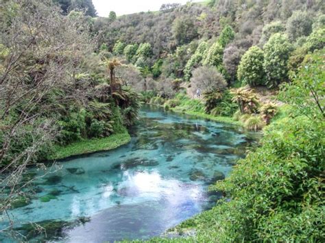 Blue Spring, Te Waihou Walkway in Putaruru by Freewalks.nz