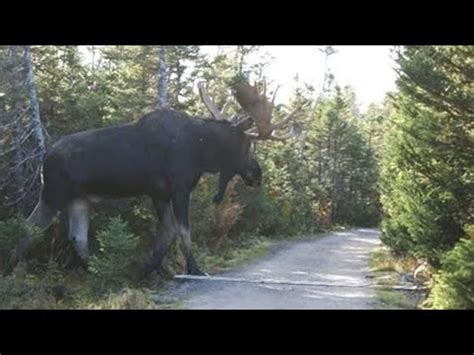 Biggest Moose in the World (Monster Size) - YouTube