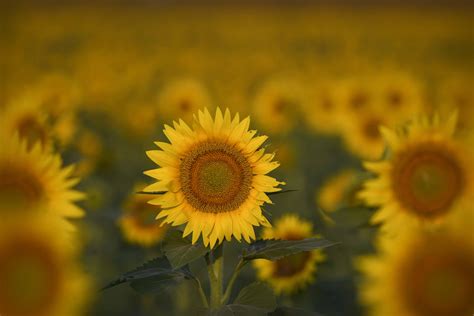 PHOTOS: There’s still time to visit Kansas sunflower fields | KSNT 27 News