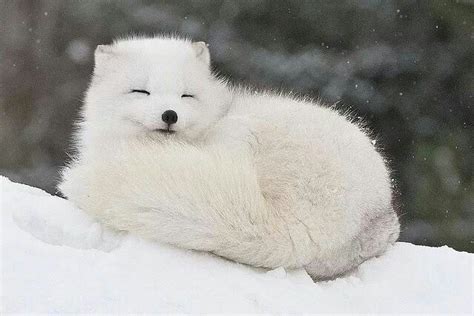 White fox | Cute animals, Fluffy animals, Arctic animals