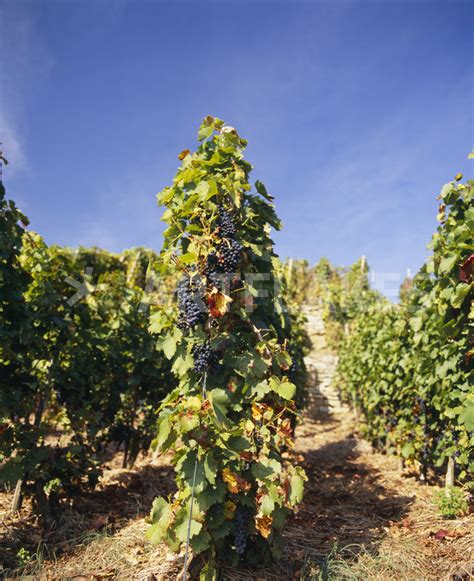 "Grape vines in a vineyard" Picture art prints and posters by Panoramic ...