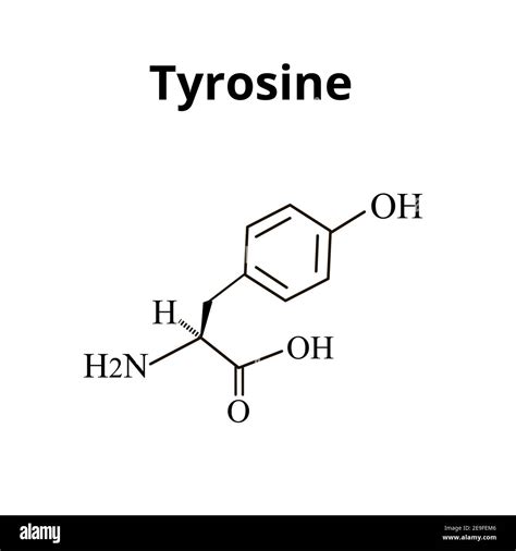 Tyrosine amino acid molecule Cut Out Stock Images & Pictures - Alamy