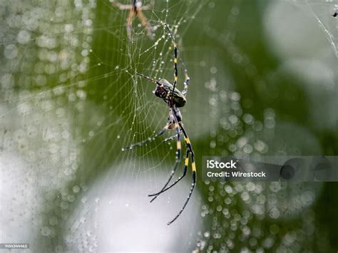 Female Joro Spider On Its Web In Yokohama Park Japan Stock Photo - Download Image Now - iStock