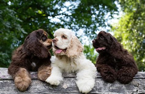 American Cocker Spaniel Puppy Cut