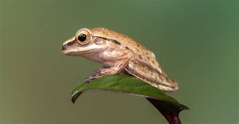 What’s a Baby Frog Called + 4 More Amazing Facts! - A-Z Animals