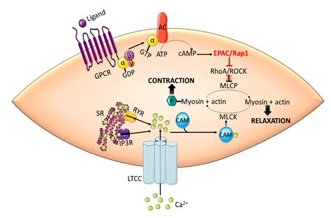 Role Of Myosin Light Chain Kinase In Smooth Muscle Contraction | Americanwarmoms.org