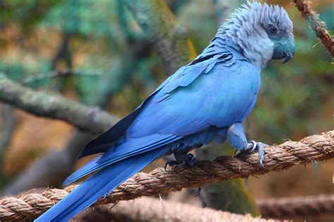 37 Spix Macaw Profile Facts: Range, Diet, Baby, Traits, Extinct - BirdBaron