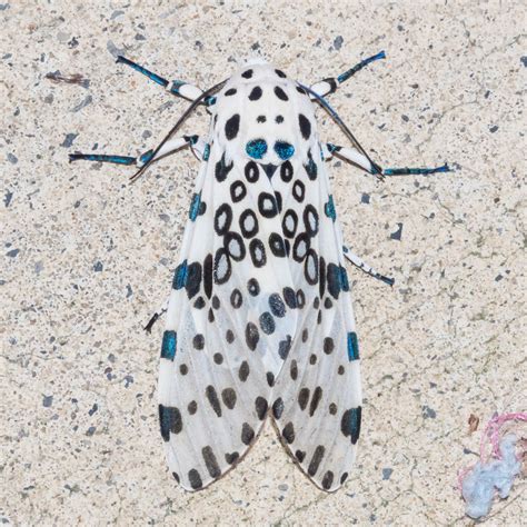 Maryland Biodiversity Project - Giant Leopard Moth (Hypercompe scribonia)