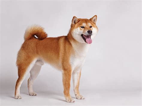 Shiba Inu: Breed Profile & Information | Spot®