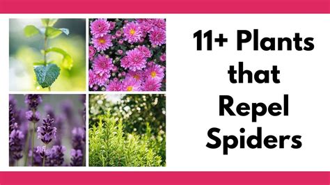 Discover these useful plants that repel spiders, including indoor and outdoor plants for your ...