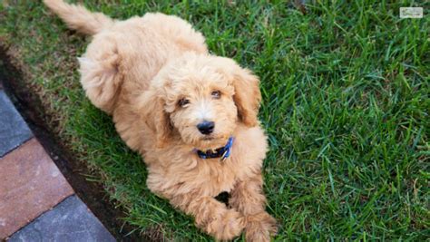 Teacup Cavapoo Full Grown: Everything You Need To Know