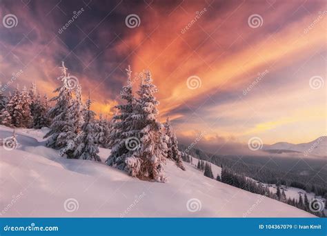 Dramatic Wintry Scene with Snowy Trees. Stock Image - Image of idyllic ...