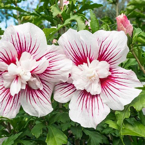 Hibiscus syriacus 'Starburst Chiffon ('Rwoods6') (PBR)' - tree ...