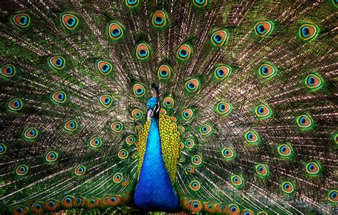 How Much Does a Peacock Feather Cost? | HowMuchIsIt.org