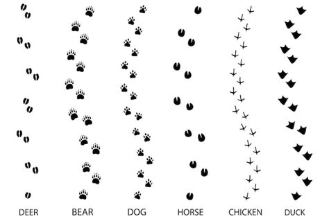 Verschillende voetsporen. voetafdruk stap sporen dieren. vector ...