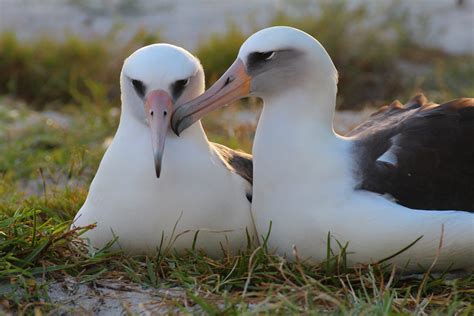Wisdom, the Laysan albatross and world’s oldest known breeding bird, hatched another chick!