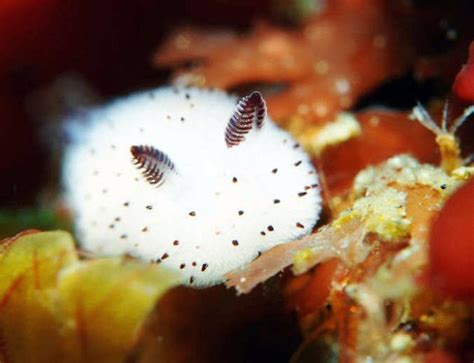 Insanely cute ’sea bunny’ slugs are so adorable they look unreal