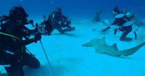 FIU scientists featured in SharkFest 2023 shows on National Geographic ...