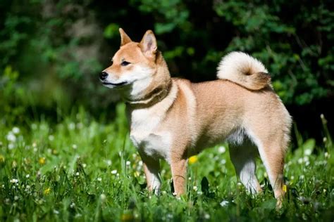 Shiba-Inu - caractère, education, santé, prix