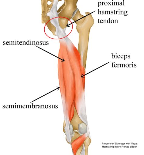 Hamstring Tendon Anatomy