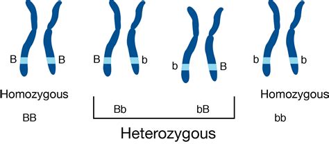 Heterozygous vs. Homozygous - Expii