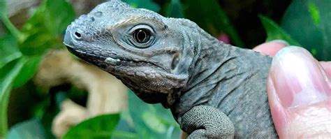 Rhino Iguana Care Sheet | Rhinoceros Iguana care guide | habitat | lighting