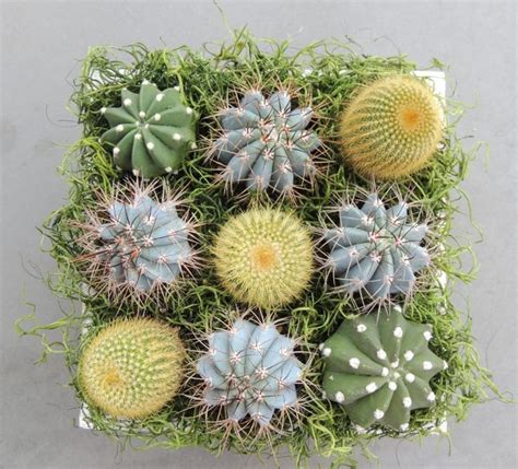 Kaktus-Arrangement inklusive Versand Succulent & Cactus Container ...