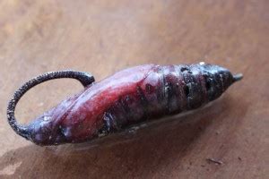 Sphinx Moth Pupa - What's That Bug?