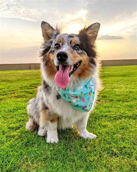 Is the Australian Shepherd Corgi mix a good family dog? - K9 Web in 2021 | Australian shepherd ...