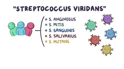 Streptococcus viridans: Video, Anatomy & Definition | Osmosis