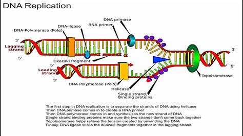 TSS-Connected: ขั้นตอนการจำลองตัวเองของดีเอ็นเอ (DNA replication)