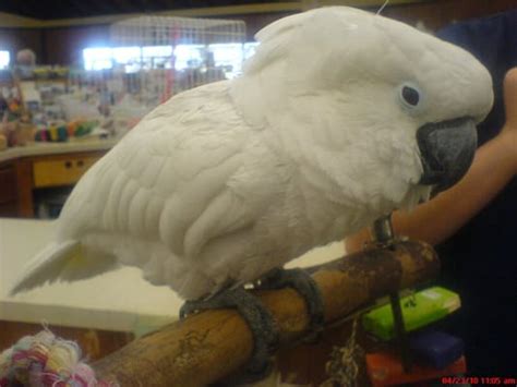 Magnolia Bird Farm - Pet Stores - Anaheim, CA - Yelp