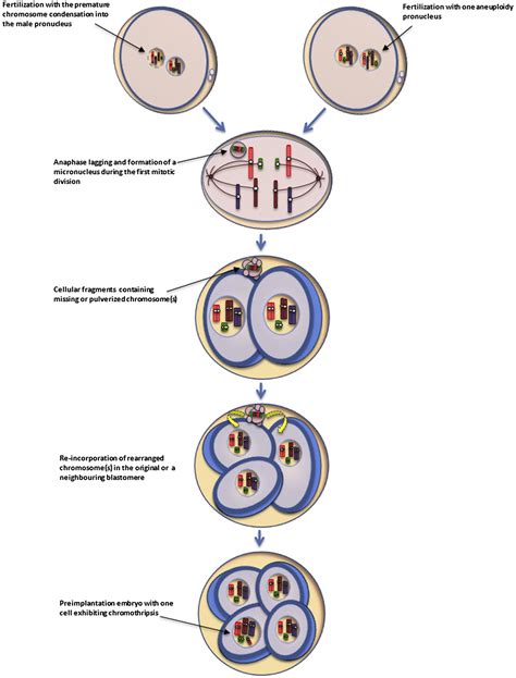 Chromothripsis: potential origin in gametogenesis and preimplantation cell divisions. A review ...