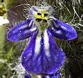 Category:Close-ups of Ajuga flowers - Wikimedia Commons