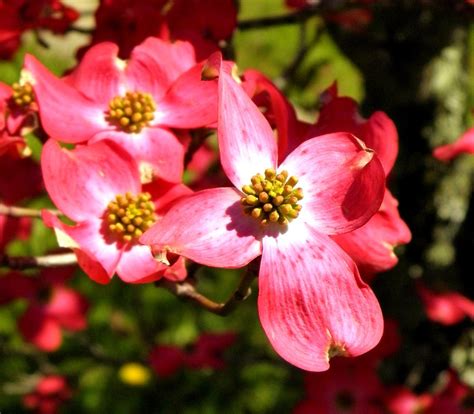 North Carolina Dogwood which just happens to be in our front yard--West Jefferson, NC ...