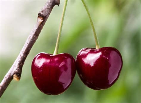 Cherry Varieties – Cherryhill Orchards