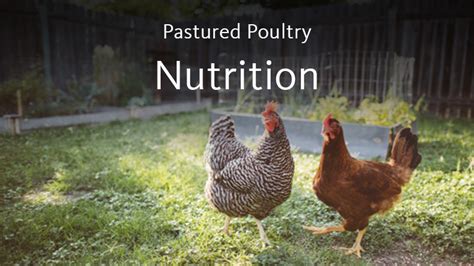 Pastured Poultry Production – Feed and Nutrition – Center for ...