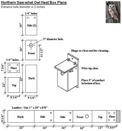 Northern Saw-whet Owl Nest Box Plans | Bird house plans, Owl box, Owl ...