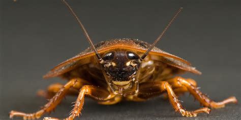 Cockroaches Have Neighborhoods, And They're Not Leaving Soon, Study Finds | HuffPost