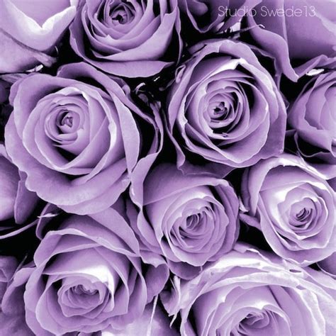 Lavender Love Purple Rose Flower Art Print Cottage Chic - Etsy