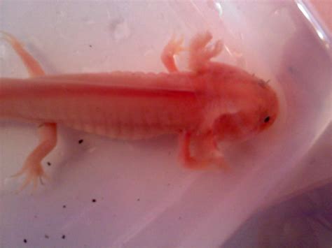 Photo: - Bright pink axolotl ?! | Caudata.org: Newts and Salamanders Portal